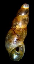 Ceratia&nbsp;proxima